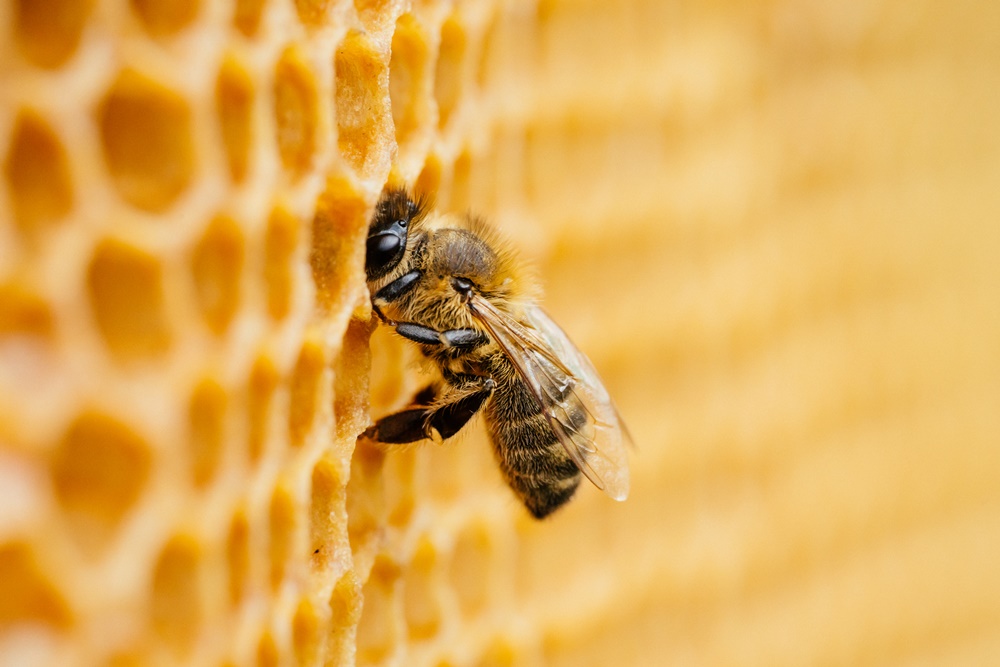 propolis-insumos-naturais